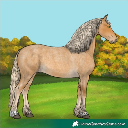 Horse Color:Palomino Roan 
