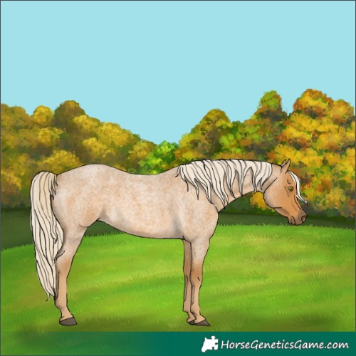 Horse Color:Palomino Roan 