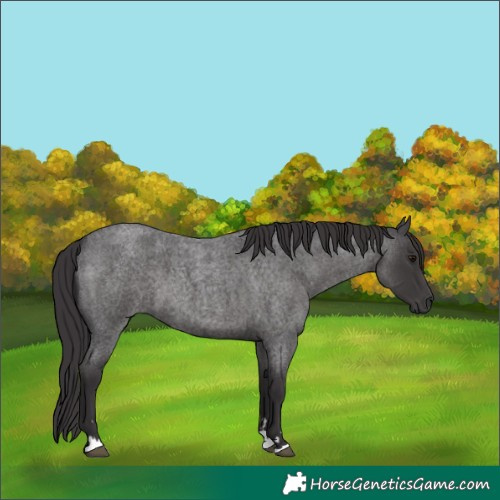 Horse Color:Smoky Blue Roan