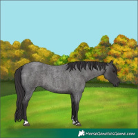 Horse Color:Smoky Blue Roan