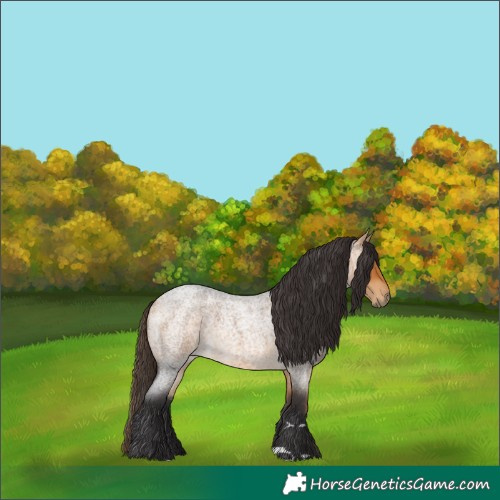 Horse Color:Buckskin Roan