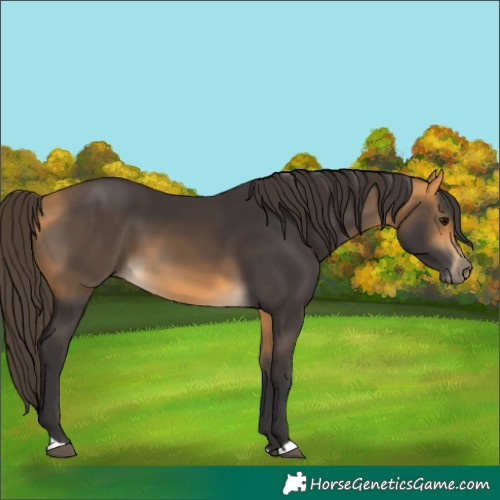 Horse Color:Buckskin 