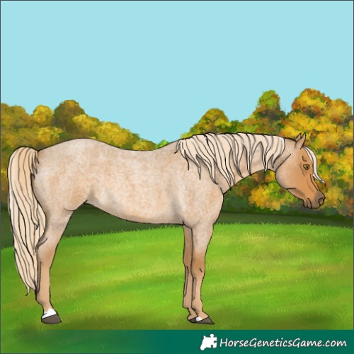 Horse Color:Palomino Roan 