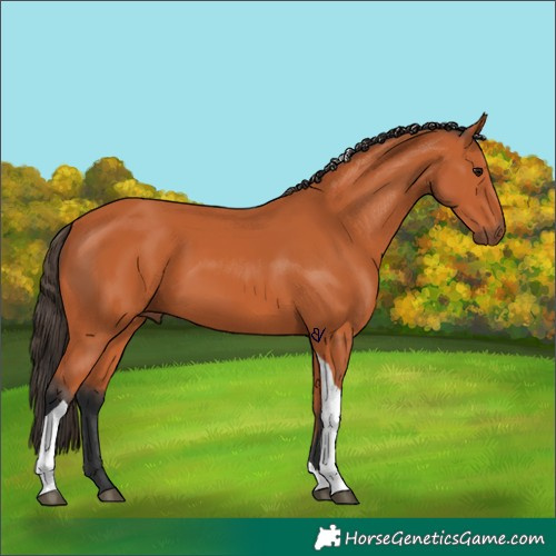 Horse Color:Bay Tobiano 