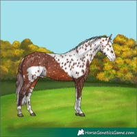 Horse Color:Chocolate Bay Splash Tobiano Skewed Appaloosa 