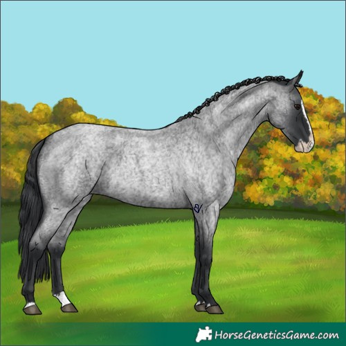 Horse Color:Blue Roan Splash