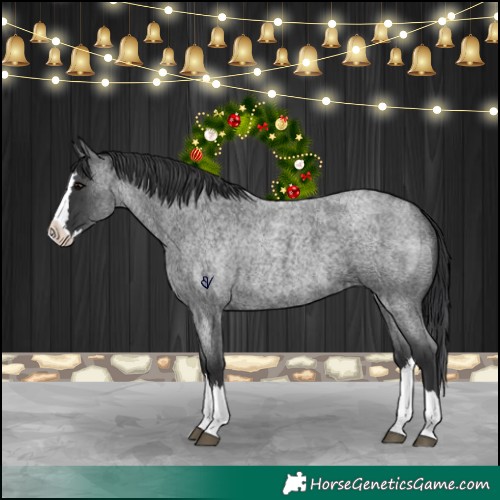 Horse Color:Blue Roan Splash 