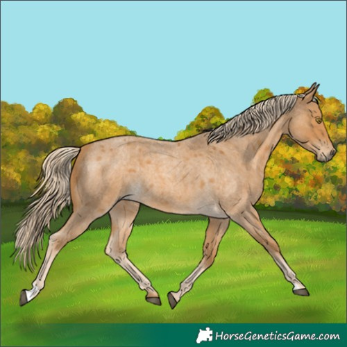 Horse Color:Palomino Roan 