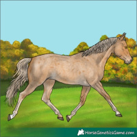 Horse Color:Palomino Roan 
