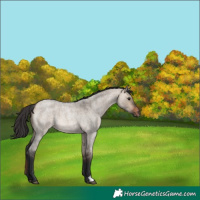 Horse Color:Brown Roan Dun