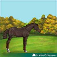 Horse Color:Liver Chestnut 