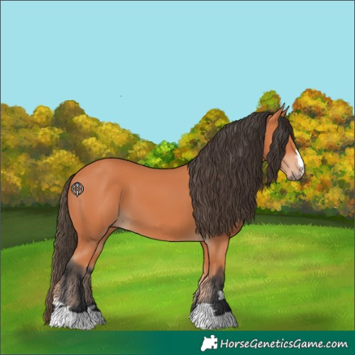 Horse Color:Bay 