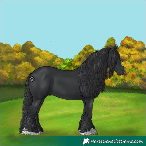 Horse Color:Black 