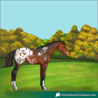 Horse Color:Brown Appaloosa 