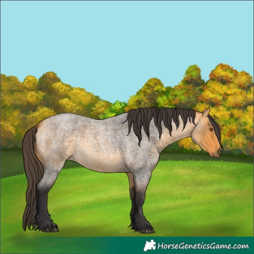 Horse Color:Buckskin Roan 