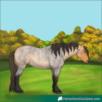 Horse Color:Buckskin Roan