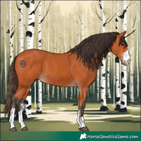 Horse Color:Bay 