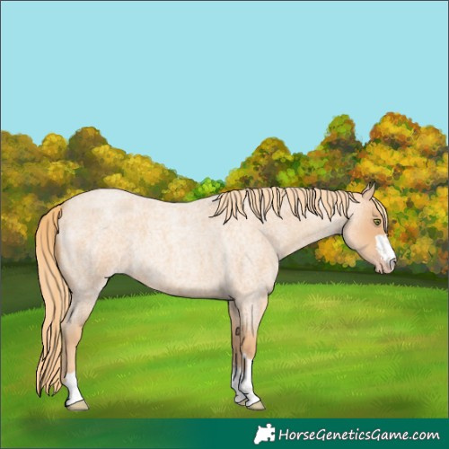 Horse Color:Gold Champagne Roan 