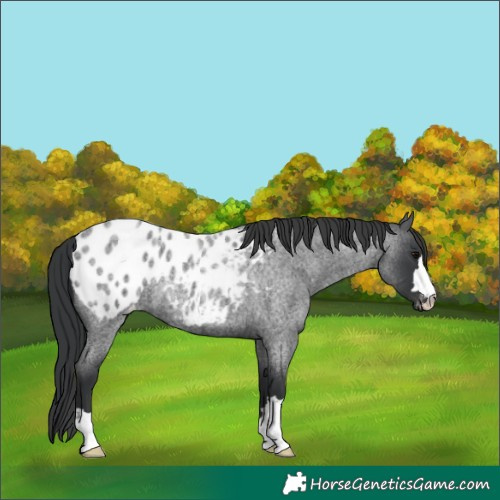 Horse Color:Blue Roan Appaloosa 