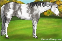 Horse Color:White Spotted Grullo Splash 