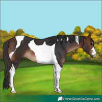 Horse Color:Bay Tobiano 