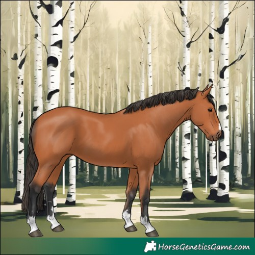 Horse Color:Bay 