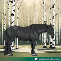 Horse Color:Black 