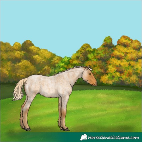 Horse Color:Palomino Roan