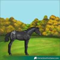 Horse Color:Black Appaloosa 