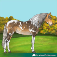 Horse Color:White Spotted Silver Buckskin Dun Tobiano 