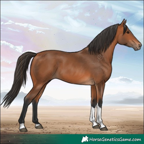 Horse Color:Bay Tobiano 