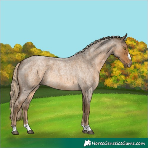 Horse Color:Chocolate Palomino Roan 