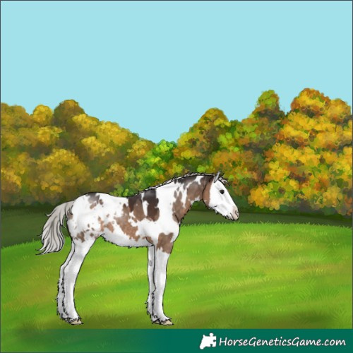 Horse Color:White Spotted Silver Brown Dun Splash Appaloosa 