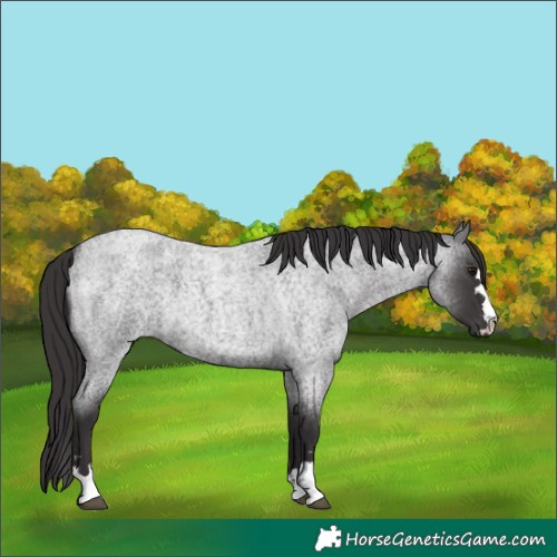 Horse Color:Smoky Blue Roan 