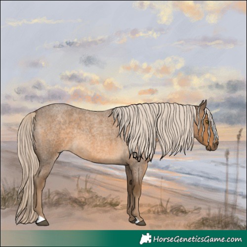 Horse Color:Chocolate Palomino Roan 