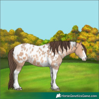 Horse Color:Amber Champagne Sabino Tobiano Near Leopard  and Amber Champagne Sabino Tobiano Near Leopard 