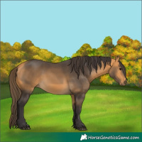 Horse Color:Buckskin 