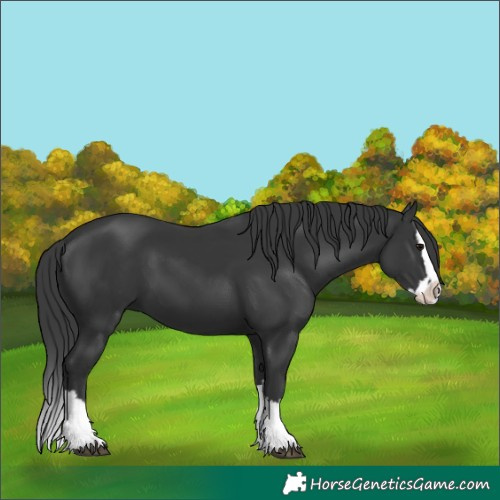 Horse Color:Black Splash 