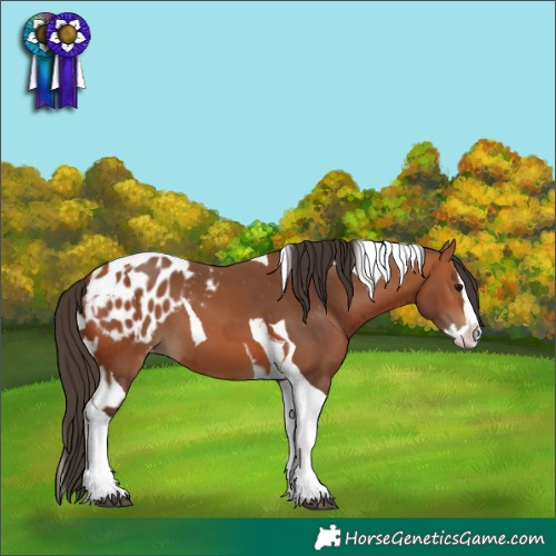 Horse Color:Bay Splash Tobiano Blanket  and Bay Splash Tobiano Blanket 