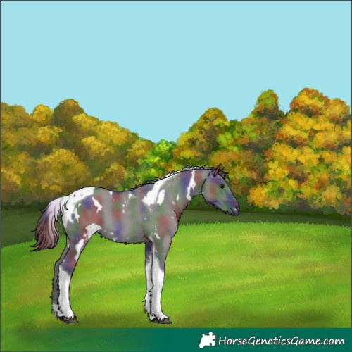 Horse Color:Platinum Nacre White Spotted Grullo Tobiano 