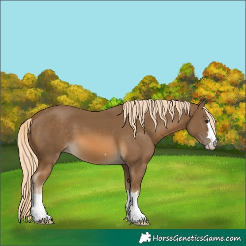 Horse Color:Chocolate Palomino 