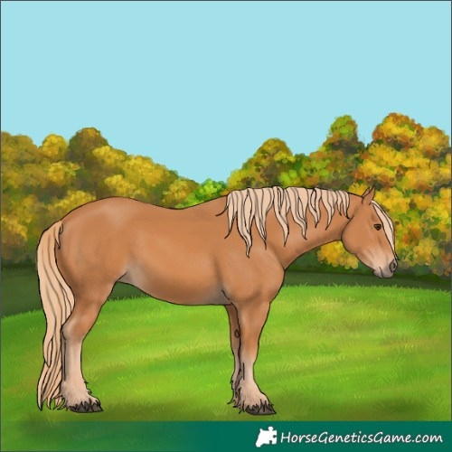 Horse Color:Chestnut 