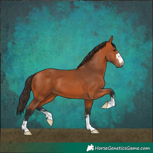 Horse Color:Bay 