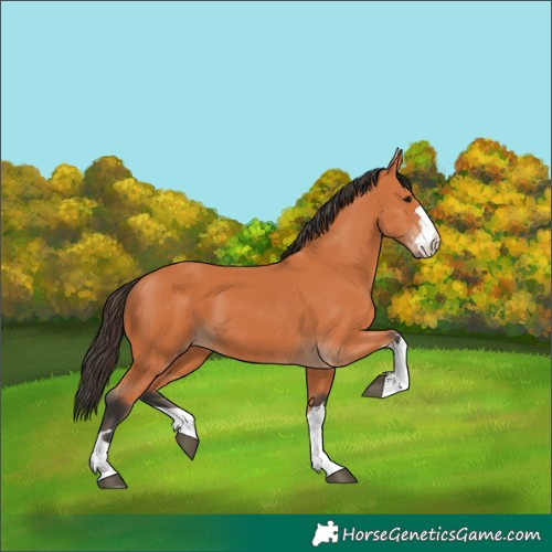 Horse Color:Bay 