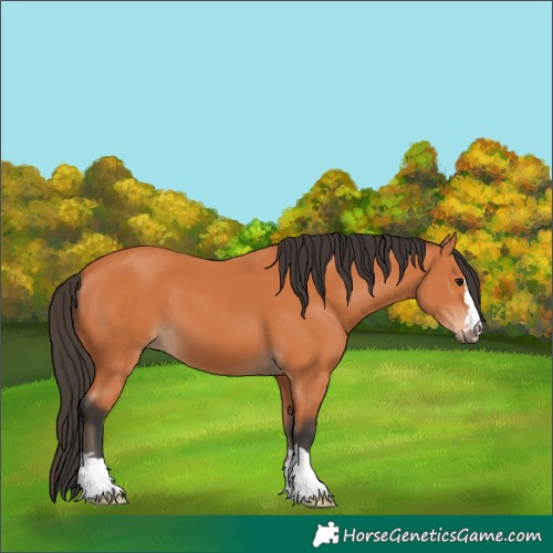 Horse Color:Bay 