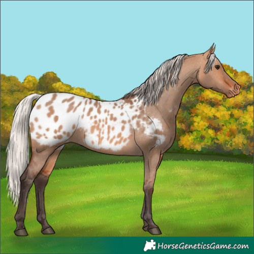 Horse Color:Silver Brown Dun Appaloosa 