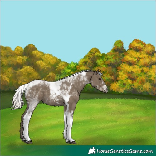 Horse Color:Silver Smoky Black Tobiano 