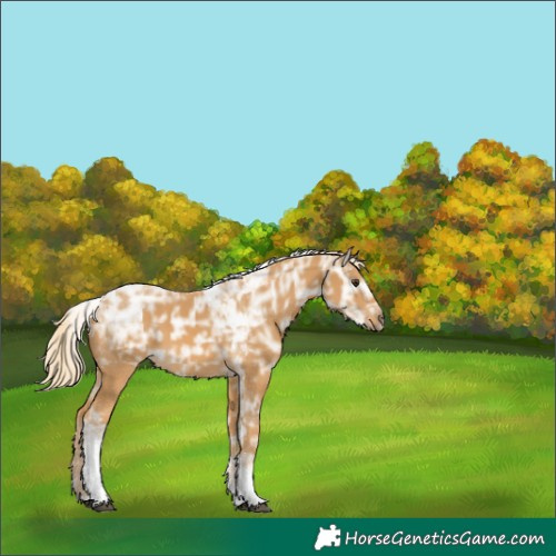 Horse Color:Palomino Ice Tobiano 
