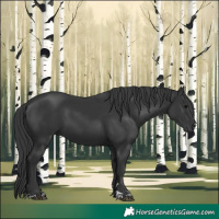 Horse Color:Black 