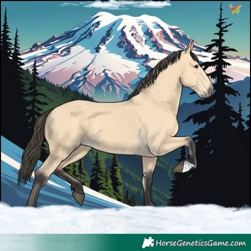 Horse Color:Buckskin 
